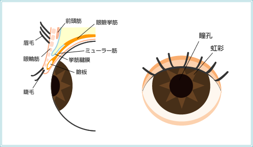 まぶたの構造